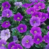 Petunia Fanfare Sky Blue 9cm pot