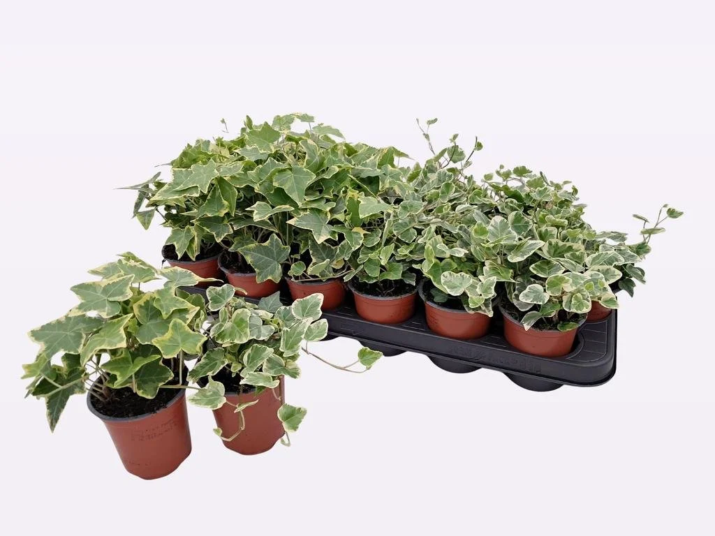 Hedera helix variegated - 9cm pot