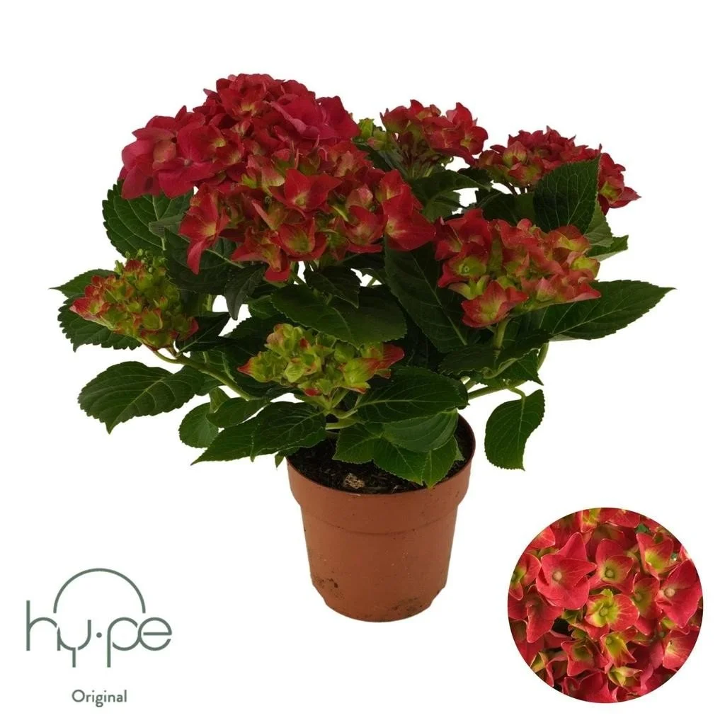 Hydrangea Mophead Red (Indoor) – 14cm Pot (Approx. 40cm)
