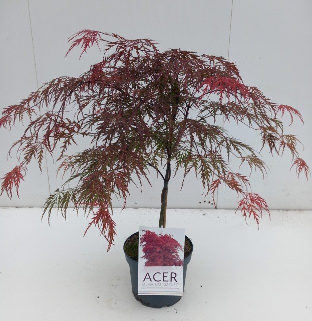 Acer Palmatum Garnet - Japanese Maple 15lt