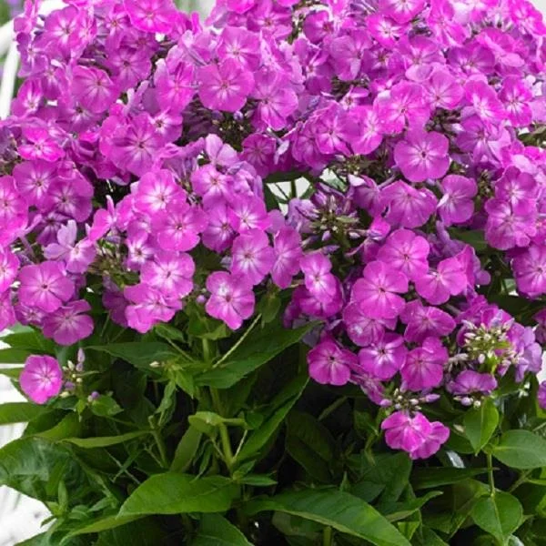 Phlox Famous Purple.jpg