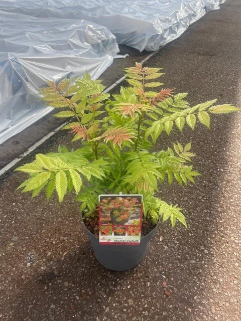 sobaria crimson feather.jpg