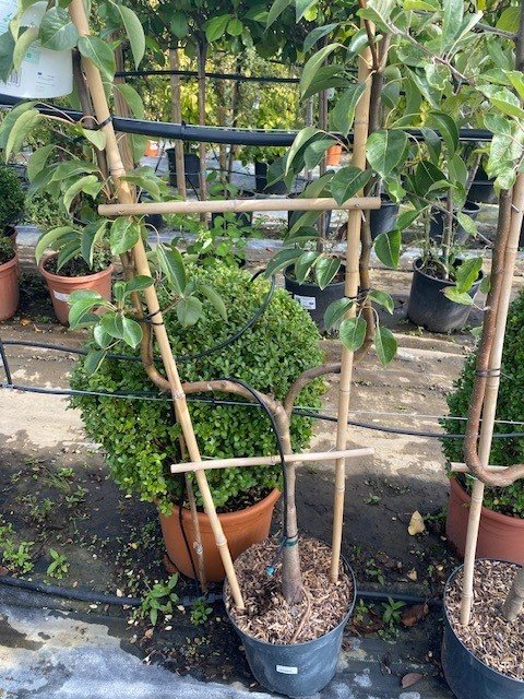 Fruit U shaped tree.jpg
