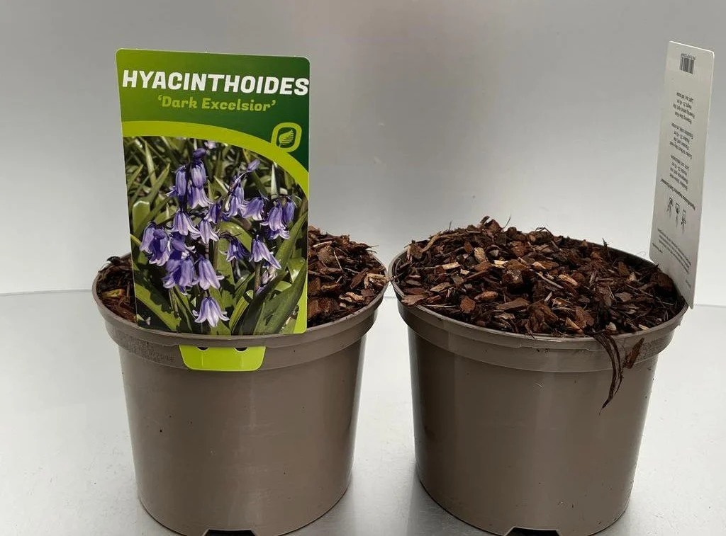Hyacinthoides hispanica Dark Excelsior 2ltr