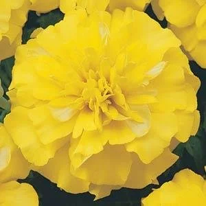 Marigold French Bonanza Yellow 6-pack