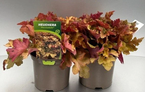 Heuchera Marmalade 2lt