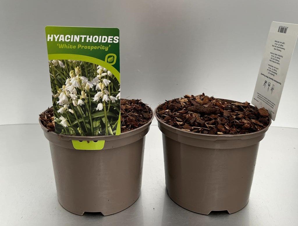 Hyacinthoides hispanica White Prosperity 2ltr