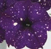 Petunia Midnight Sky 9cm