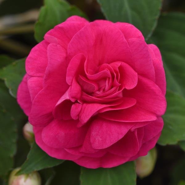 Impatiens Double Glimmer Hot Pink 10.5cm