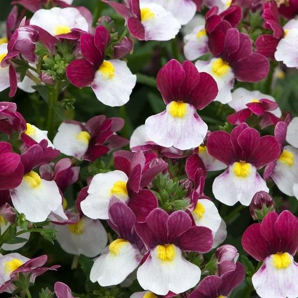 Nemesia Lady Emma 9cm