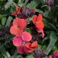 Erysimum Vibe Red 3lt pot