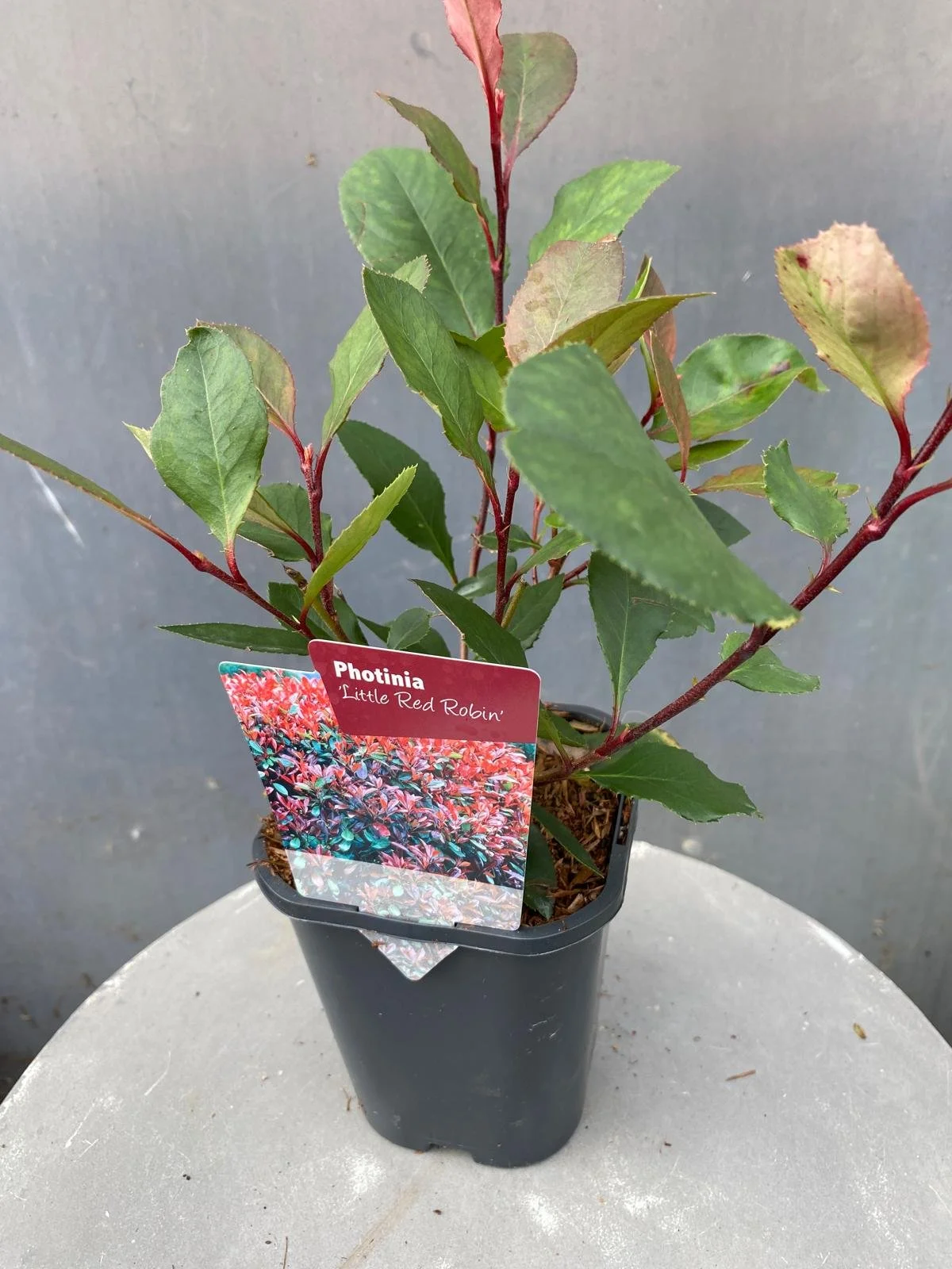 Photinia fraseri 'Little Red Robin'