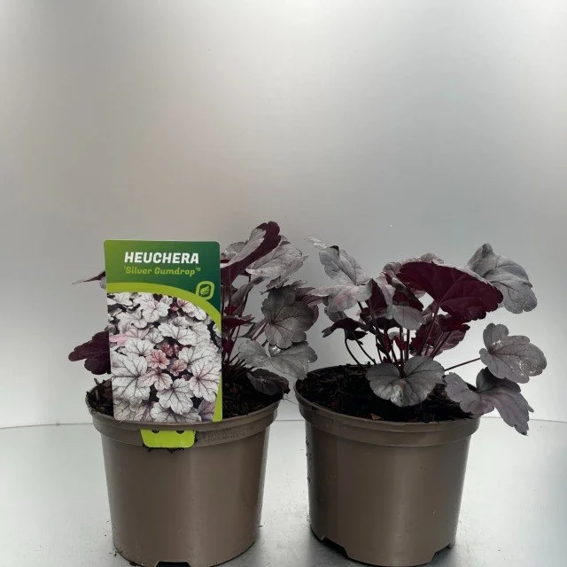 Heuchera Silver Gumdrop.jpg