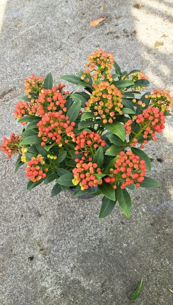 Skimmia japonica ‘Pabella’ 2L pot