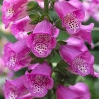 Digitalis Dalmation Panther 3lt pot