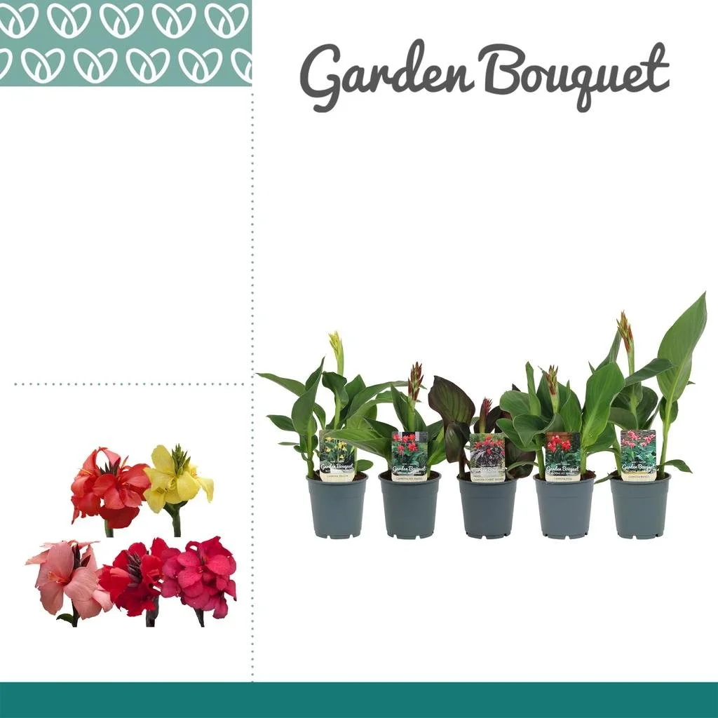 Canna in varieties.jpg