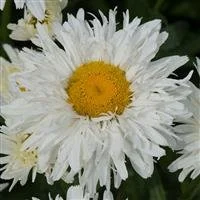 Lecanthemum Crazy Daisy 3lt pot