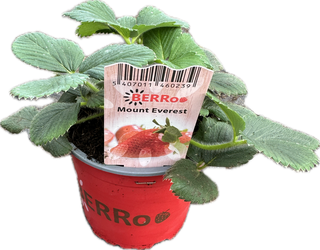 Fragaria Mount Everest - Strawberry.png