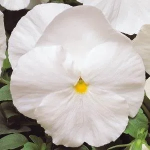 Pansy Matrix White 9cm pot