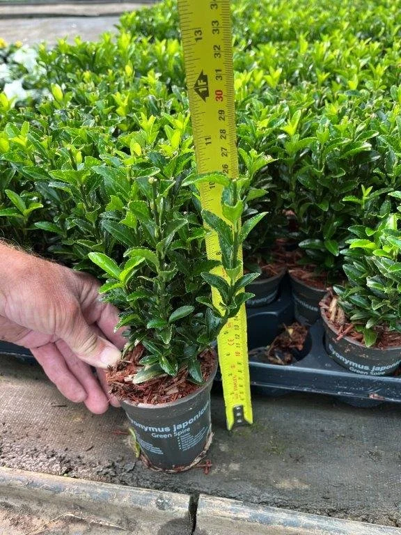 9cm green spire.jpg