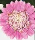Osteospermum Dalina Double Pink 13cm