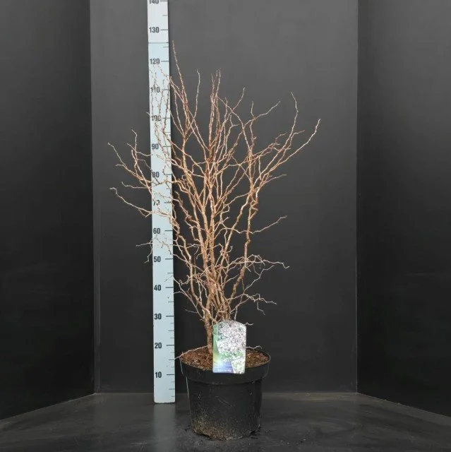 Prunus Incisa Kojou-No-Mai 29cm Pot 75cm tall