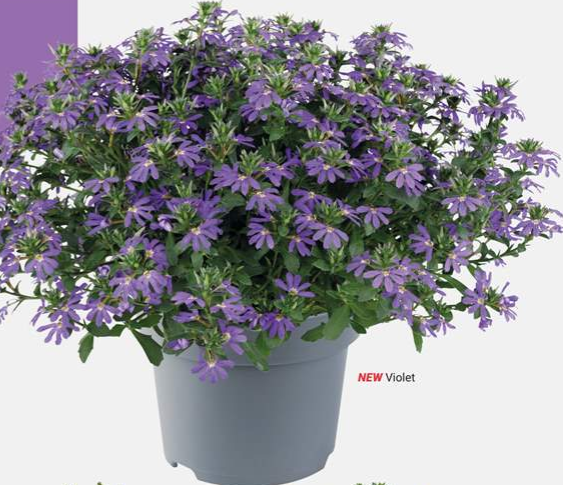 Scaevola Surdiva Violet 9cm pot