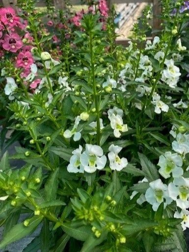 Angelonia%2B2.jpg