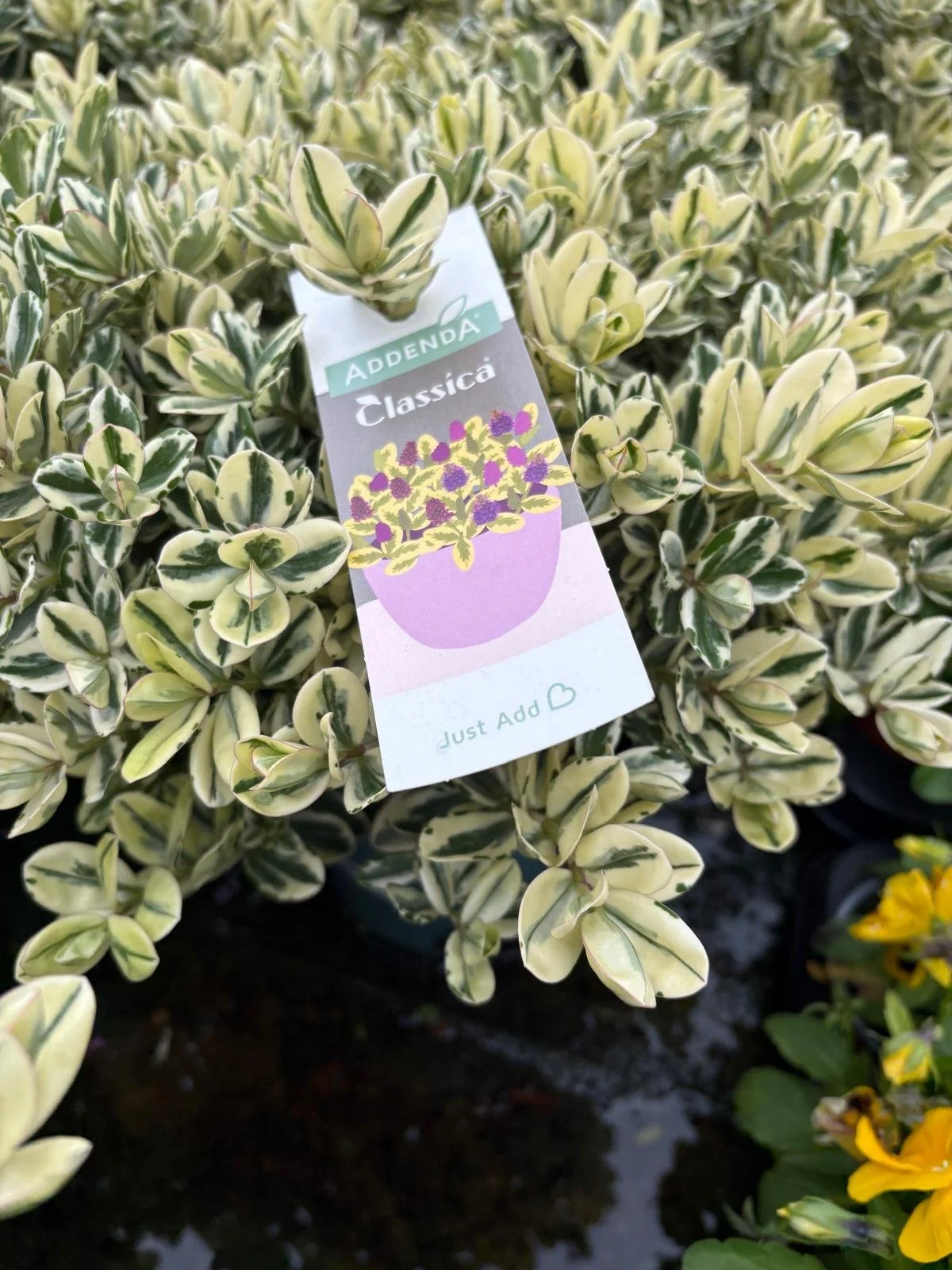 Hebe Donna 'Classica'