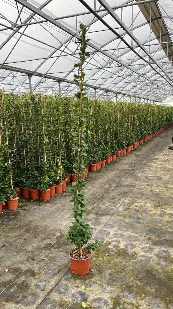 Trachelospermum jasminoides 'Star Jasmine' 5lt