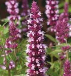 Agastache Beelicious Pink 2lt