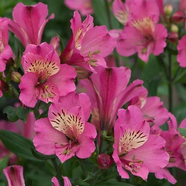 Alstroemeria 'Summer Saint' 2lt