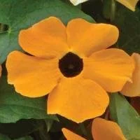 Thunbergia Suneyes Orange Black Eye 9cm pot