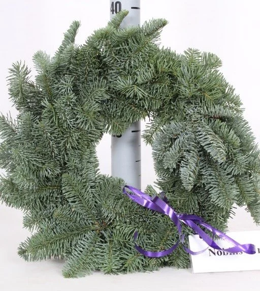 Abies nobilis 38-40cm wreath