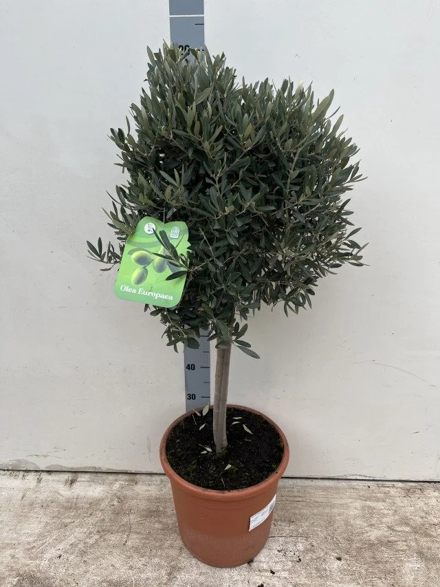 Olea Europea on Stem P30 120cm 2.jpg