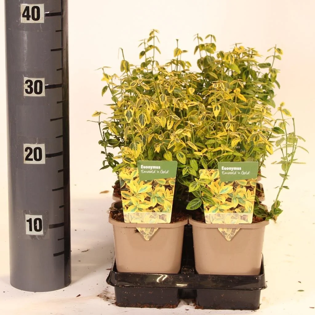 Euonymus Emerald 'n Gold.jpg