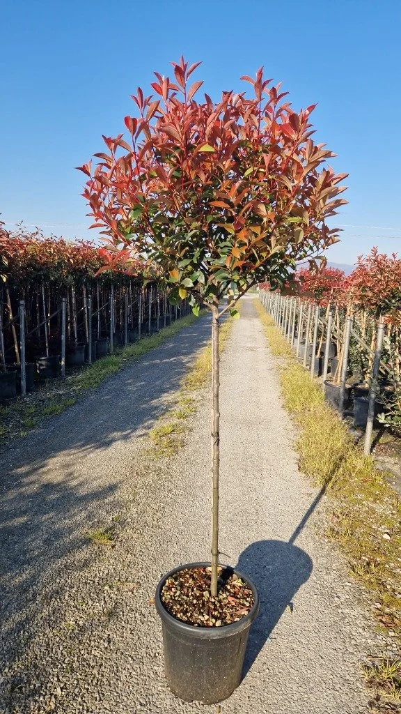 Photinia fras. Carre Rouge half standard.jpg