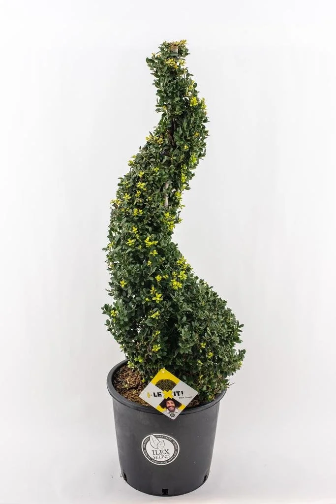 Ilex crenata ‘Dark Green’  18lt