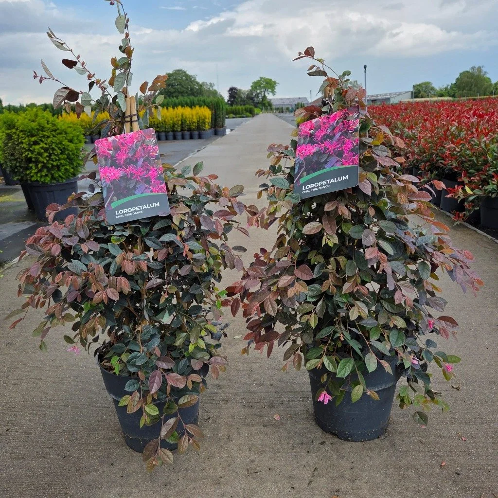 Loropetalum chin 'Fire Dance'.jpg