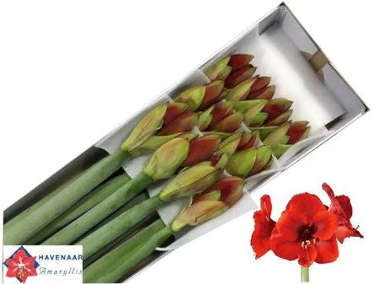 Amaryllis Ferrari Red - Length 75cm