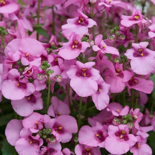 Diascia Diamond Pink 9cm
