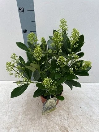 Skimmia Japonica 'Finchy' 15Ø 40cm