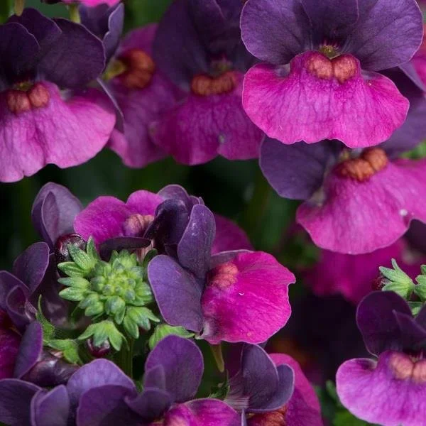 Nemesia Lady Lisa 9cm