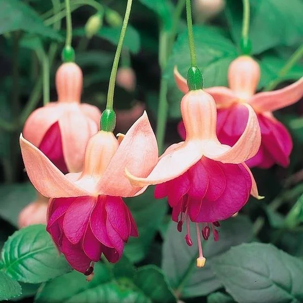 Fuchsia Upright Garden News 10.5cm