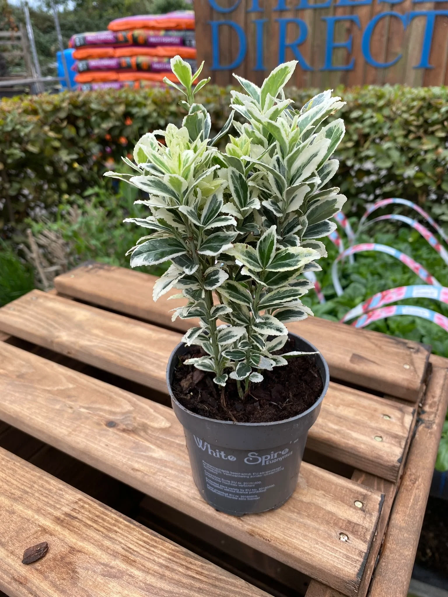 Euonymus japonicus 'White Spire' P9
