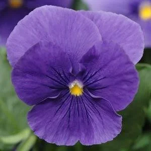 Pansy Panola XP True Blue 9cm pot