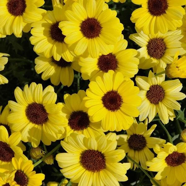 Argyranthemum Grandaisy Bright Yellow 13cm