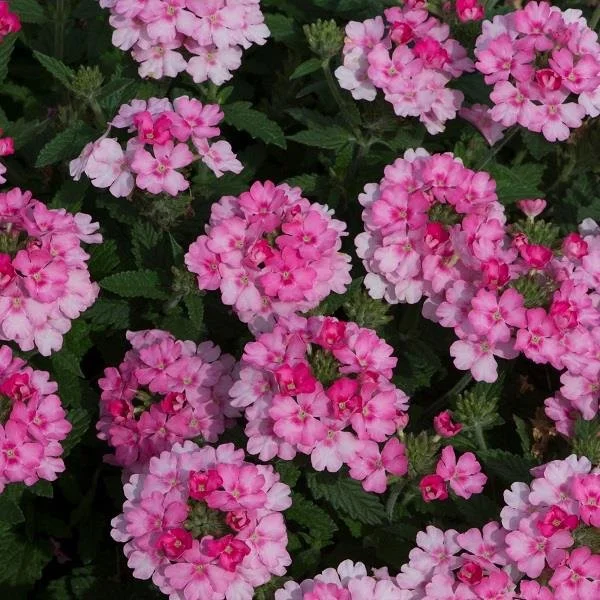 Verbena Showboat Pink 9cm
