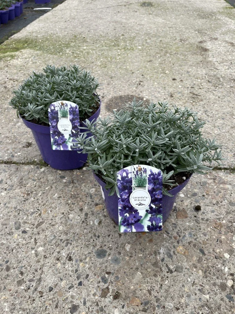 Lavandula ang. Hidcote.jpg