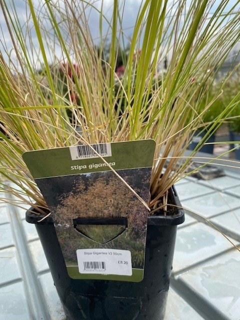 Stipa gigantea 2lt 50cm